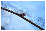 Toboggan pour cristaux -- 04/01/11