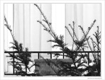 Neige au balcon -- 25/01/10