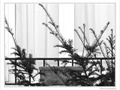 Neige au balcon -- 25/01/10