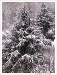 Neige entre ombre et lumi�re