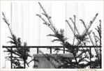 Neige au balcon -- 25/01/10