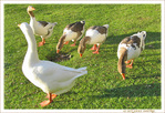 Cacardons, mangeons, cacardons, mangeons