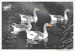 Ballet d'oies