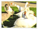 Ils sont pass�s par ici. Ils repasseront par l�