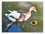Petit oison sous l'aile protectrice de sa maman -- 25/05/10