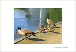 Premi�res Baignades