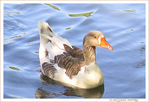 D'Oie de regard