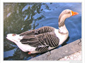 Au bord de la l'oie -- 11/09/10