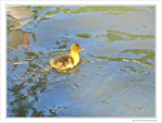 Petit oison deviendra grand -- 24/05/10