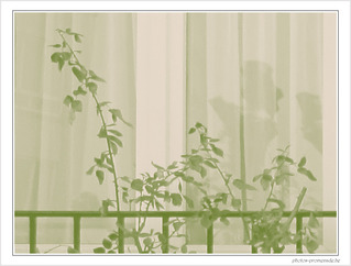 Verte transparence