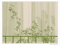Verte transparence -- 03/03/10