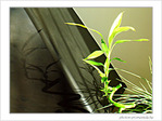Ombres chinoises en vert et noir