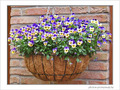 Regards de fleurs -- 02/05/09
