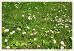 Blanches Petites Collerettes virevoltant au Vent riant -- 13/07/12