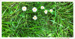Le petit monde � nos pieds -003- 2022 -- 11/06/22