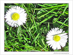 Fleurs de P�ques -- 08/04/09