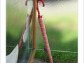 Je me moque de la pluie -- 24/04/08
