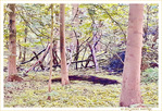 Promenons-nous dans les bois... -- 26/05/21