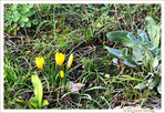 Le Jaune pointe son nez
