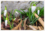 Premi�re sortie de printemps