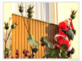 P�re No�l vient chez les enfants sages -- 23/12/09