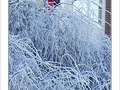 Le P�re No�l n'est pas givr�! -- 21/12/07