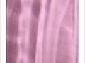Roses reflets -- 14/07/08