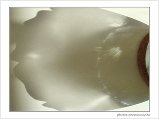 Patte de plume
