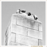 Nan, pas envie de jouer � pigeon vole�! -- 06/08/14