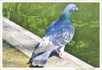 Pigeons-nous�?