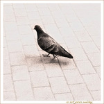 Je ne suis pas ton pigeon