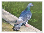 Pigeons-nous�?