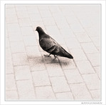 Je ne suis pas ton pigeon