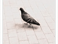 Je ne suis pas ton pigeon -- 05/06/10