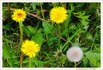 Le petit monde � nos pieds -001- 2022 -- 04/05/22