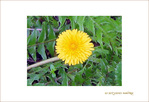 Petit Soleil -- 07/04/05