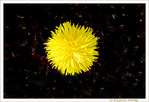 Pompon jaune dans sa galaxie