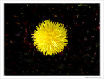 Pompon jaune dans sa galaxie