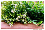 Au printemps, la Nature rena�t -- 03/05/23