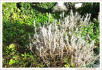 Quand le Printemps est h�sitant  -- 22/03/17