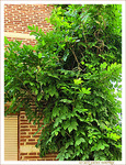 Mur v�g�tal