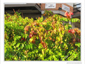 Ao�t sont partis les Cerisiers -- 01/08/09