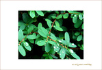 Pluie d'�t� -- 23/08/07