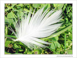 La Plume - jean-jacques