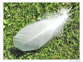 La plume -- 11/11/09