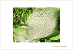 A la Plume, on juge l'Oiseau�!