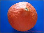 Rond rond Potimarron