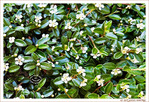 Le Printemps dans la Rue 2026 -5- -- 01/06/26
