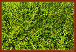 Le Printemps dans la Rue 2026 -7- -- 12/06/26