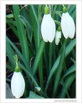 Eveil de la nature -- 22/02/08